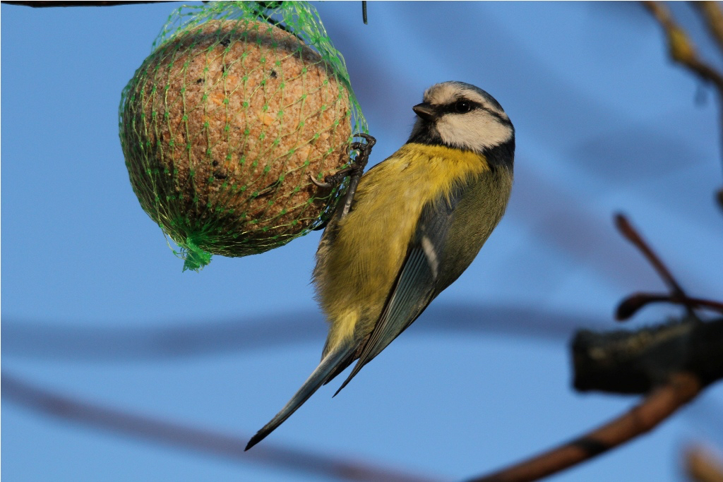 boule-de-graisse-oiseaux-ecolo-creche