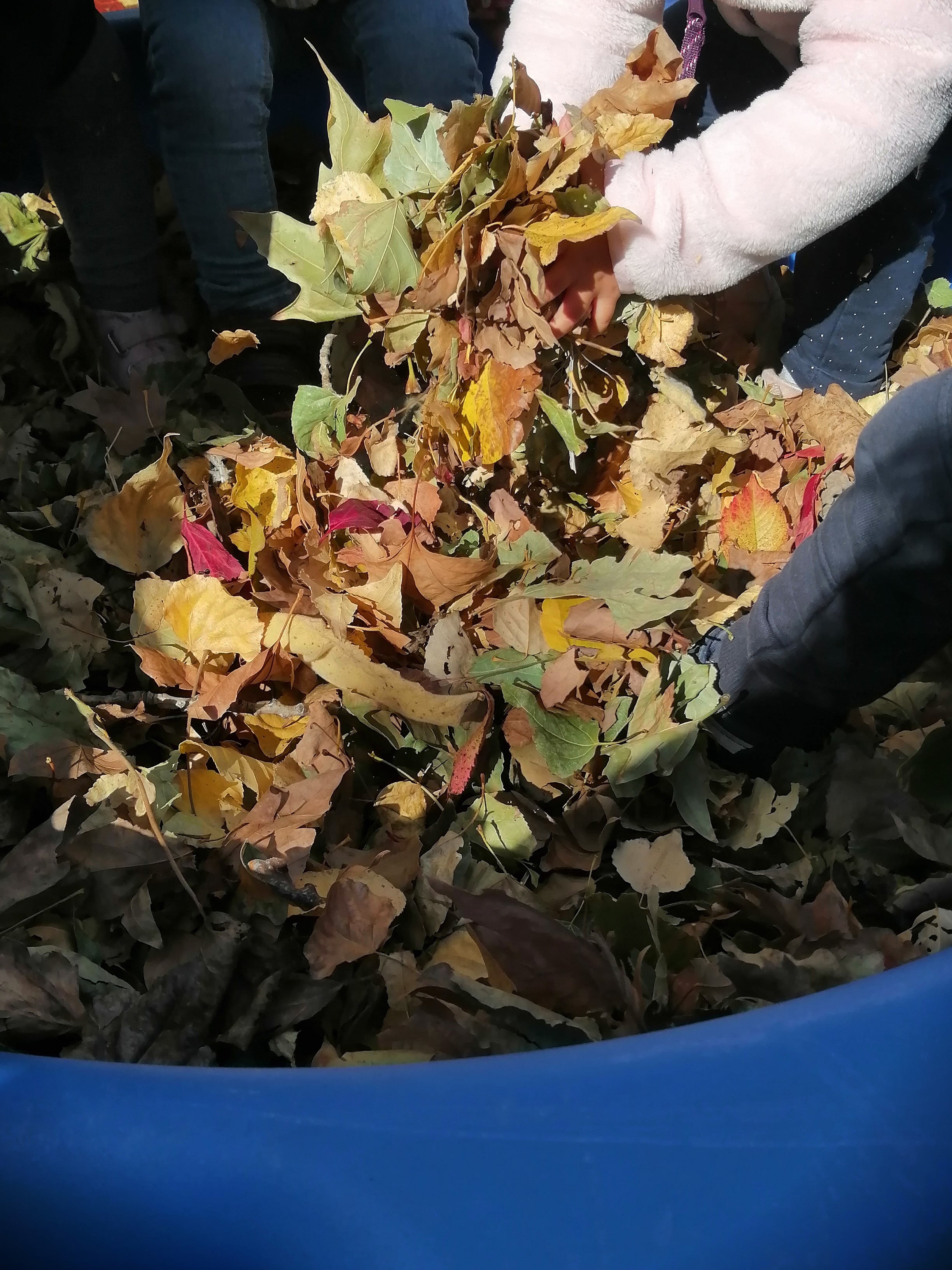 piscine de feuilles