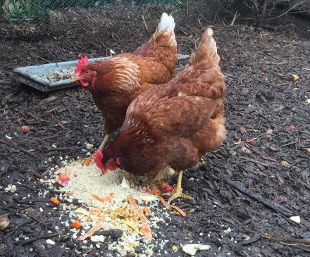 Poules à la MAM Orge'Mômes