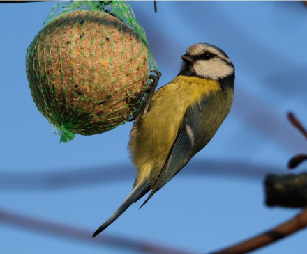 boule-de-graisse-oiseaux-ecolo-creche