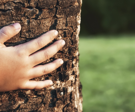 petite main sur un arbre 