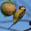 boule-de-graisse-oiseaux-ecolo-creche